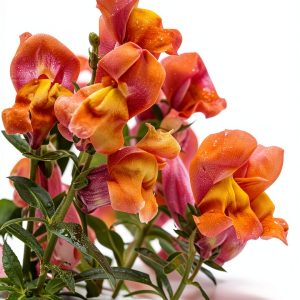 Design Originals Annual Flower Gardening Guide Kindle Edition 2018-0
