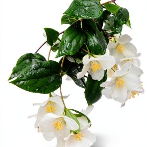 Flowers Series Garden Annual Flower eBook by Kindle 95‑Page Guide-0